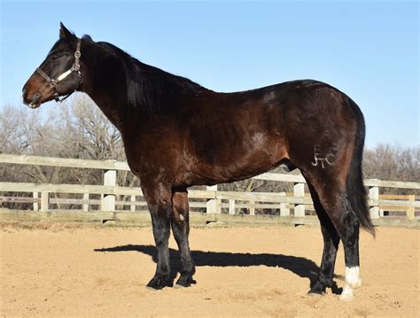 3 hh 17 year old OldenburgIrish Sport <b>Horse</b> and is <b>for sale</b> due to no fault of her own. . Bombproof horses for sale in california